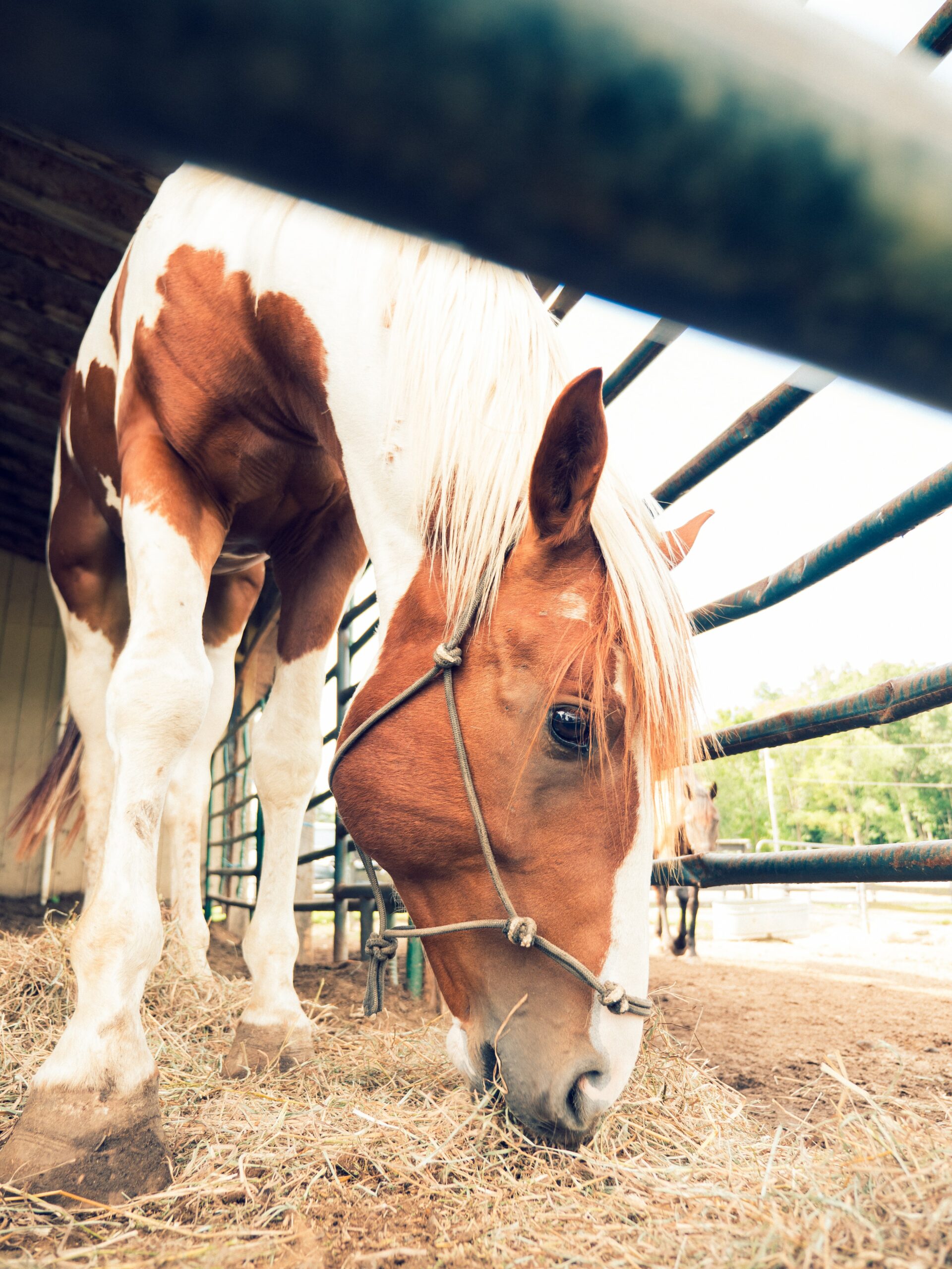 Cavalo comendo feno tifton