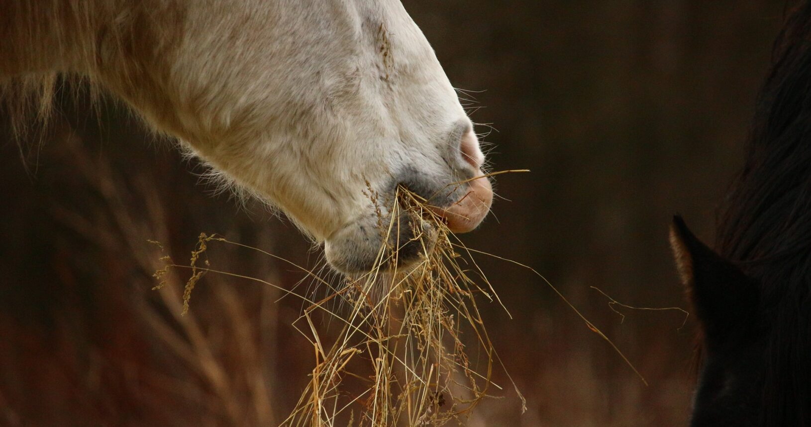 Cavalo comendo feno tifton